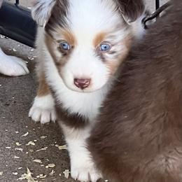 Australian Shepherd Puppies from Spectacular Aussies