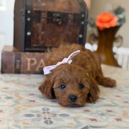 Rachel - Red  female Goldendoodle puppy in Cedar City, Utah from Precious Paws Ranch