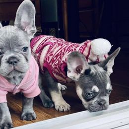 French Bulldogs from Lazy Acres Farm