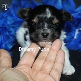 AKC Fiji - Black tan and white male Biewer Terrier puppy in Kennesaw, Georgia from Dreamy Pups