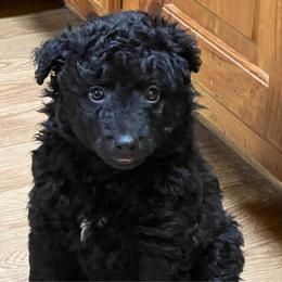 Cairo - Black male Mudi puppy in Valley Mills, Texas from Graves Farm Mudi