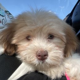 Jewel AKC registered - Fawn sable female Havanese puppy in Cochran, Georgia from Dean Supreme