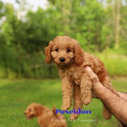 Poseidon - Red male Cockapoo puppy in Canastota, New York from Silver City Cockapoos