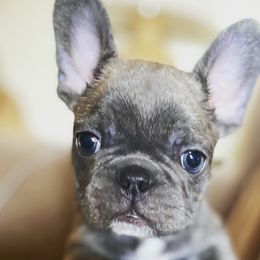 Boy 1 - Blue French Bulldog puppy in Church Point, Louisiana from Dayna’s Goldens (Acadia’s Golden Retrievers)