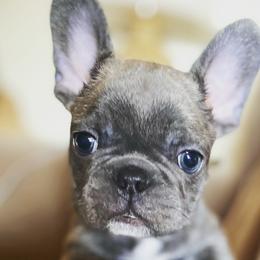 Boy 1 - Blue French Bulldog puppy in Church Point, Louisiana from Dayna’s Goldens (Acadia’s Golden Retrievers)