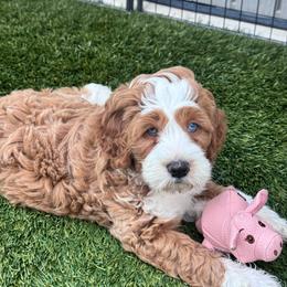 Red collar - Red male Bernedoodle puppy in Mesa, Arizona from Desert Sheepies and Doodles