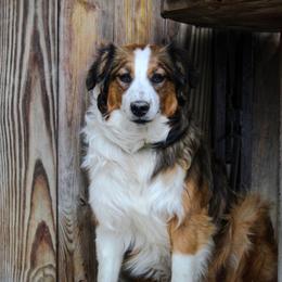 English Shepherd All Grown Up from Flashbar Farm English Shepherds