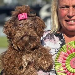 Boxers, Chow Chow, Parson Russell Terriers, and Russian Tsvetnaya Bolonkas from SouthFork Ranch