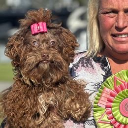 Boxers, Chow Chow, Parson Russell Terriers, and Russian Tsvetnaya Bolonkas from SouthFork Ranch