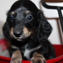 Boy 1 - Black and tan male Dachshund puppy in Craig, Colorado from Rocky Mountain Shih Tzus and Dry Creek Miniature Dachshunds