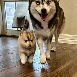 Pomsky and Toy Shetland Sheepdog Puppies from Lone Star Sheltie