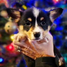Black tri girl 6 - Black and tan female American Corgi puppy in Hampton, Tennessee from TC Farms Stock Dogs - Miniature Australian Shepherds