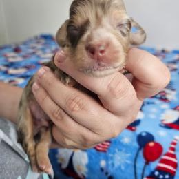 Chocolate and tan dapple male (blue) - Dapple male Dachshund puppy in Belle Rive, Illinois from Akin's Miniature Dachshunds, LLC