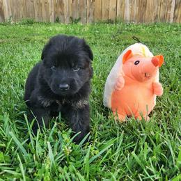 Orange collar - Black and tan male German Shepherd puppy in Ramsey, Illinois from Haus-Farr German Shepherds