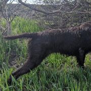 Pudelpointers from Paladin Gundogs