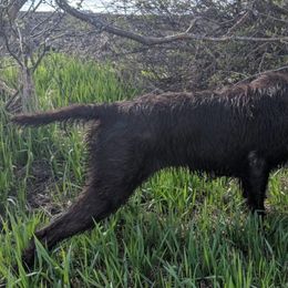 Pudelpointers from Paladin Gundogs