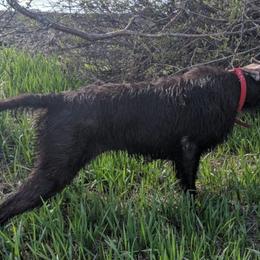 Pudelpointers from Paladin Gundogs