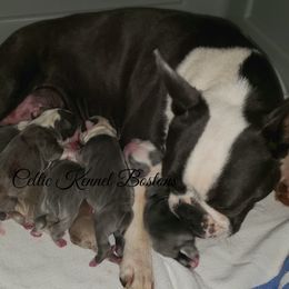 Boston Terrier Puppies from Celtic Kennel Bostons