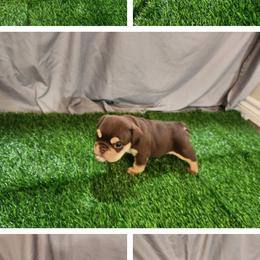 Marie - Chocolate tri-color female Bulldog puppy in Plano, Texas from Dallas Finest Bulldogs