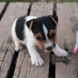 Marcus - Tri-color male Jack Russell Terrier puppy in West Bend, Iowa from Blue Skies Terriers