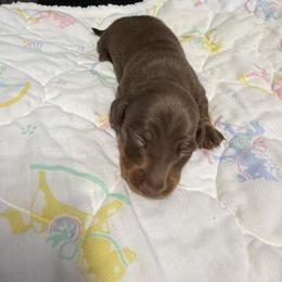 Dachshunds from Cruzan Dachshunds