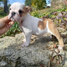 Gretchen - Fawn and white female Bulldog puppy in Cannon Falls, Minnesota from Pattys Boxers and Bulldogs