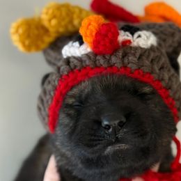 Comet (white collar) - Sable male German Shepherd puppy in Canterbury, Connecticut from Nachtwaechter German Shepherds, LLC