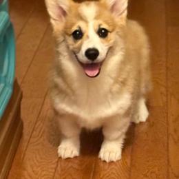 Willow - Pembroke Welsh Corgi