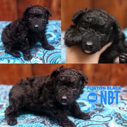 Clinton - Black male Mudi puppy in Gatlinburg, Tennessee from Greenbrier