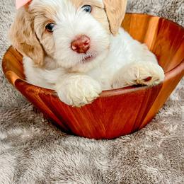 Goldendoodle Puppies from Carmel Classy Doodles