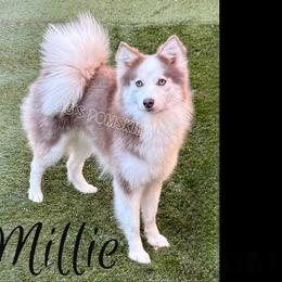 Millie - Pomsky