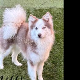 Millie - Pomsky