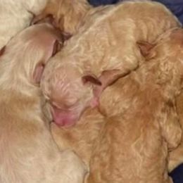 Maltipoos from Cochran’s Maltipoo’s