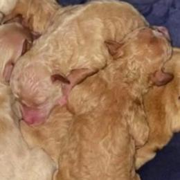 Maltipoos from Cochran’s Maltipoo’s
