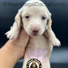 Monet - Cream female Dachshund puppy in Houston, Texas from Texas Regal Dachshunds LLC