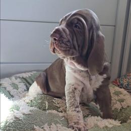 Reese - White and chestnut female Bracco Italiano puppy in New Mexico from HighBrassGunDogs