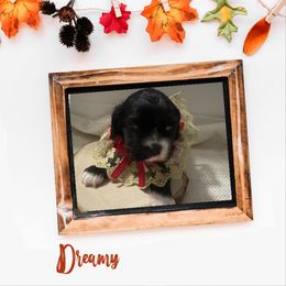 Nova - Black and white female Cocker Spaniel puppy in Texarkana, Texas from K&M Cocker Spaniels
