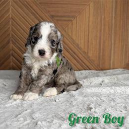 Green boy - Blue merle male Bernedoodle puppy in Modesto, California from Two Doods Doodles