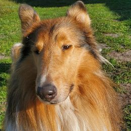 Scrump - Collie