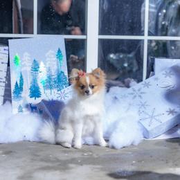 Pomeranian Puppies from Mary's Pomeranians