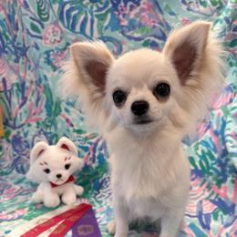 Kizuna - Chihuahua