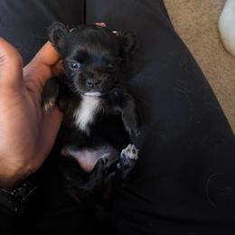 Girl 2 - Black and white female Chihuahua puppy in Millville, New Jersey from M’s Chihuahuas