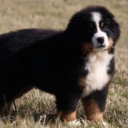 Bernese Mountain Dogs and Labrador Retrievers from Bennington Retrievers