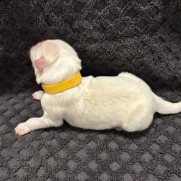 Yellow Collar - Gold male Border Collie puppy in Gadsden, Alabama from Collie Wood Hills