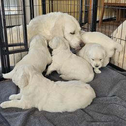 Golden Retrievers from The Golden Virtues