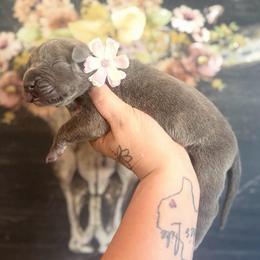 Caratappi - Blue brindle female Great Dane puppy in Lehigh Acres, Florida from Florida Wrinkles