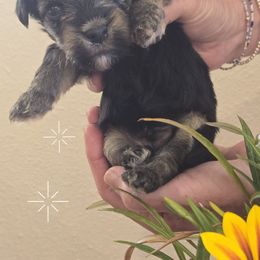 Bobby - Black and tan male Yorkipoo puppy in San Diego, California from TheSocialk9