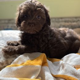 Maltese and Maltipoo Puppies from BeachRidge Pups