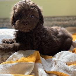 Maltese and Maltipoo Puppies from BeachRidge Pups