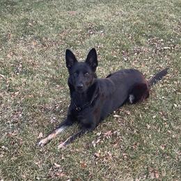 Bea - German Shepherd
